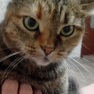 Максим Котович