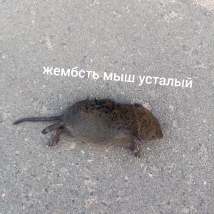 Усталый мыш