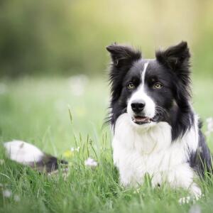 border collie