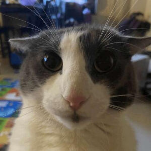 а