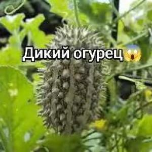Багет