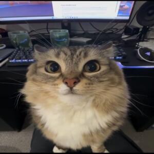 Meow meow