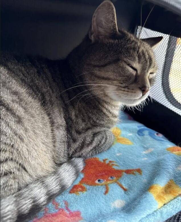 Котик