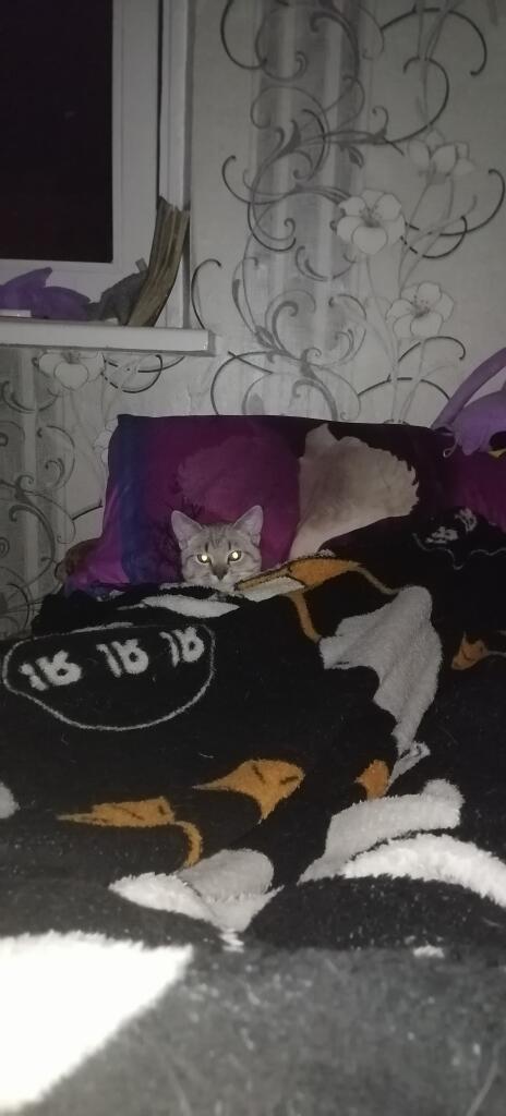 la tigra