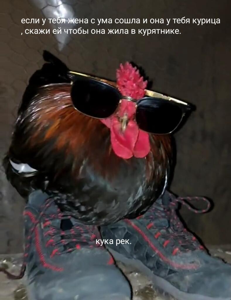 Цитата от курова