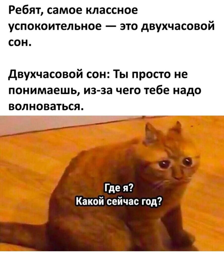 Рыжий кот с размытым и искажённым лицом сидит на полу, надпись: Где я? Какой сейчас год?