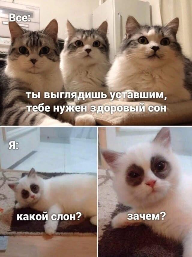 Три кота сверху с надписью про здоровый сон, снизу белый кот с надписью какой слон и зачем