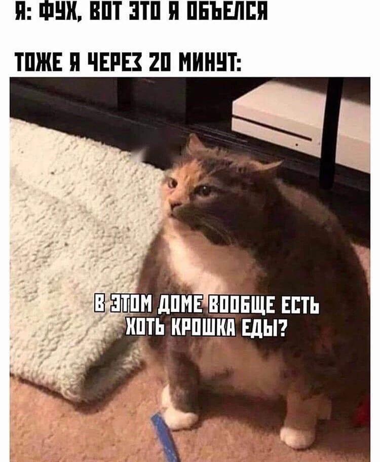 Очень толстый рыжий кот сидит на ковре и удивленно смотрит в камеру, сверху надпись про обжорство