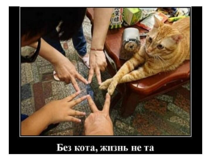 Без кота, жизнь не та