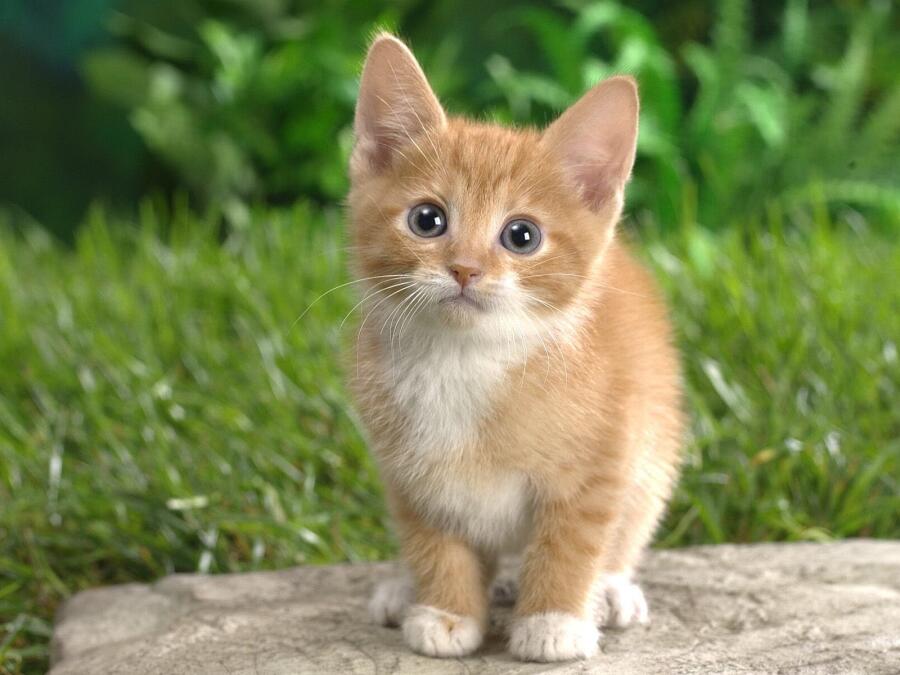 Котя смотрит на самого прекрасного человека в мире)
