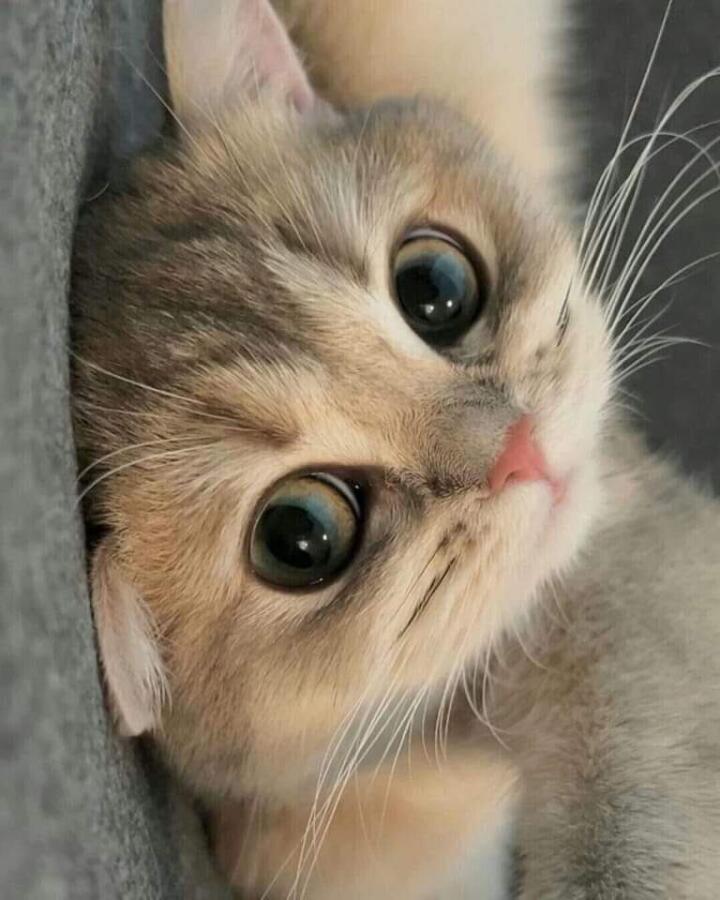 Просто милый котя. Не, ну а что? Котиков много не бывает!