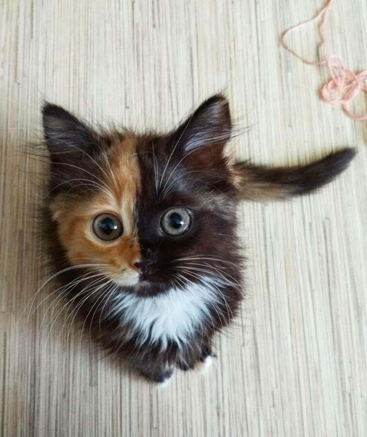 Новый день - новые котики!