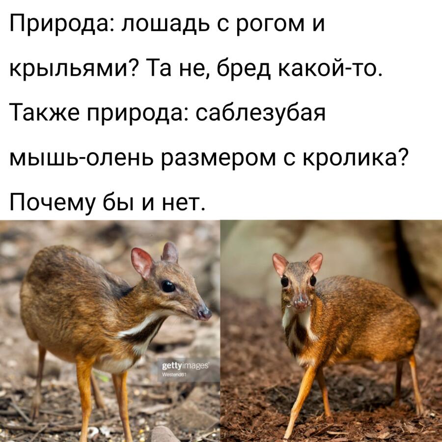 Мем от Melony