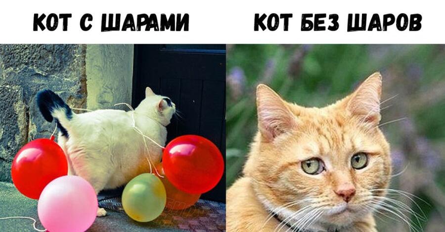 Бедный кот