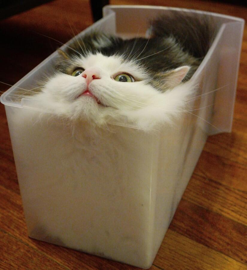 Коты - это жидкость. Доказано наукой.