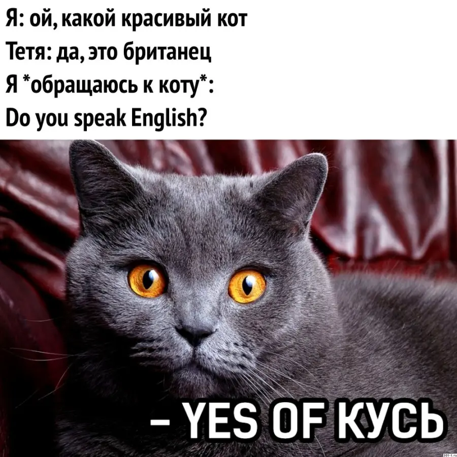 Кот Do you speak English? Кот: Yes of Кусь. | Barsik56 | Мемозг