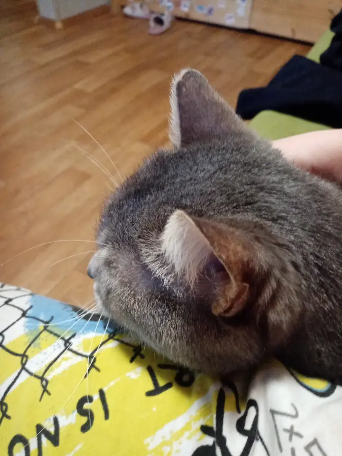 Баребух фото