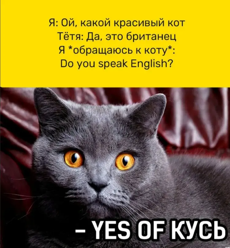 Мемы картинки про котов