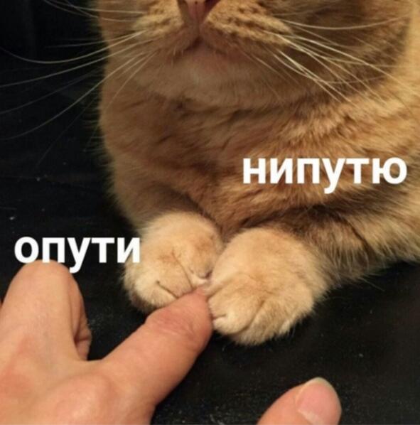 Вот вам немного котиков
