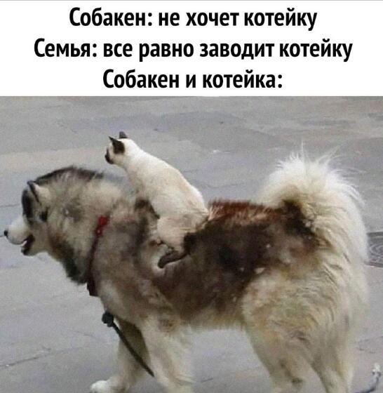 собакен