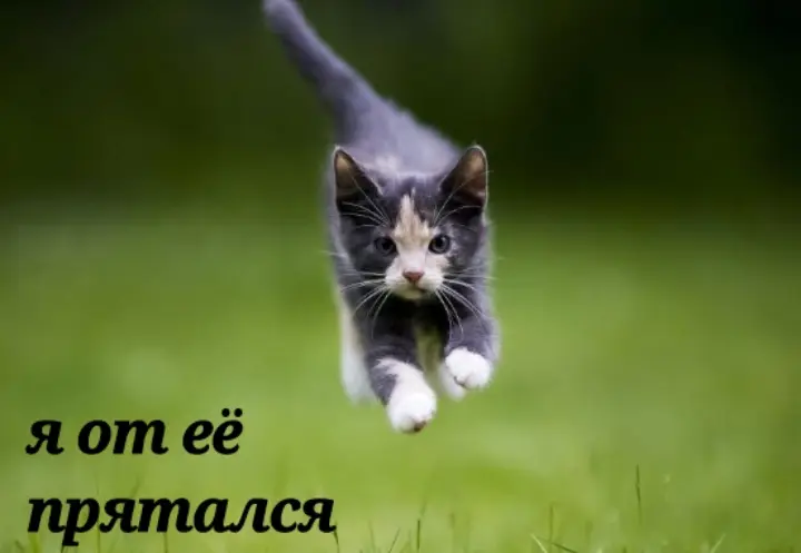 котик симбочка пимпочка. песня кота симба. симбочка блоггер. альбатрия и симбочка.