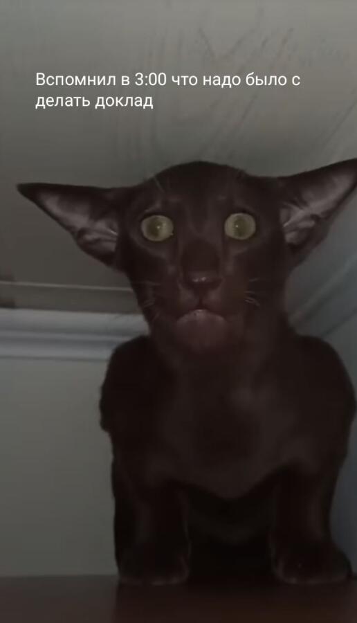 Мем от Headpelmen