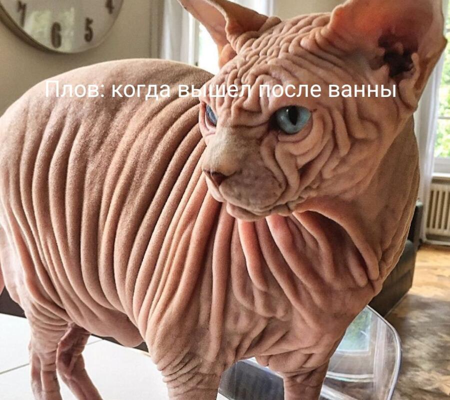 Мем от Headpelmen