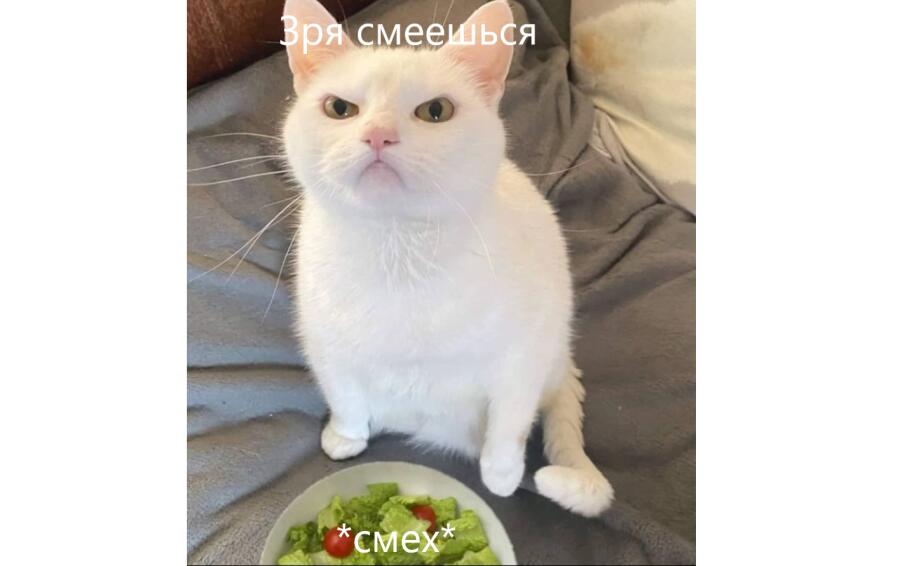 Когда дал котику не то угощение...