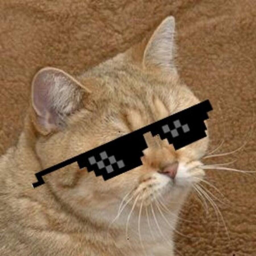 Аватарка с котом мем