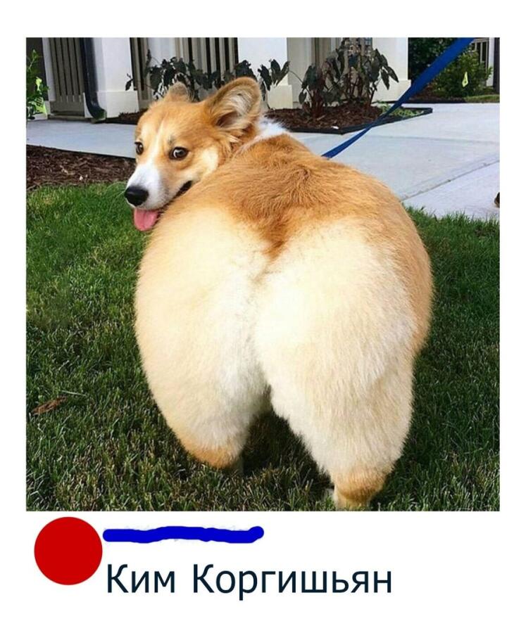 Мем от Lord of the Corgi