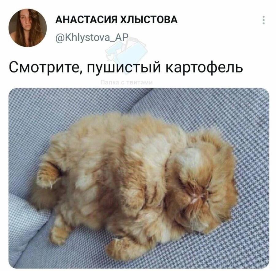 Мем от Китя жрёт мандарины