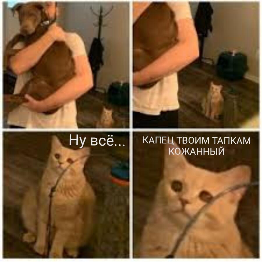 КОТЫ страшны в гневе...