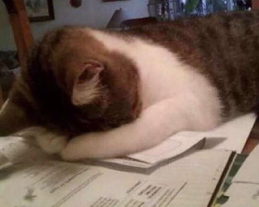 Мем от LazyCat