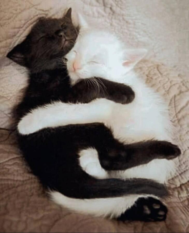 Мем от LazyCat