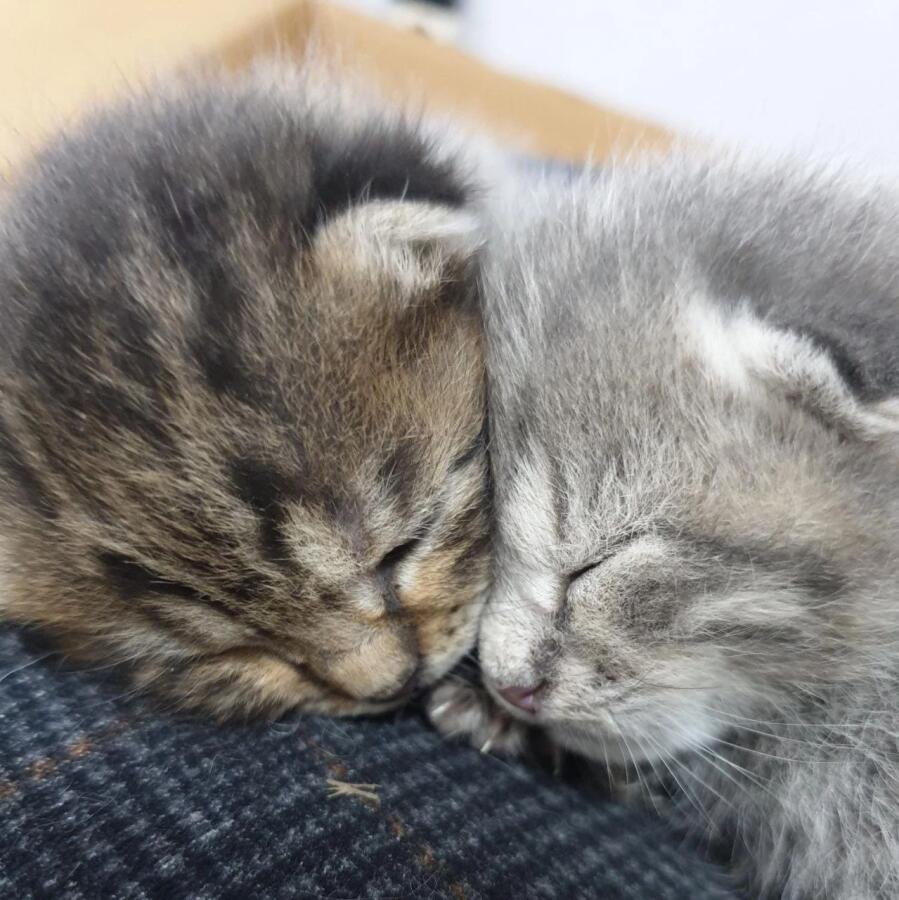 Мем от LazyCat