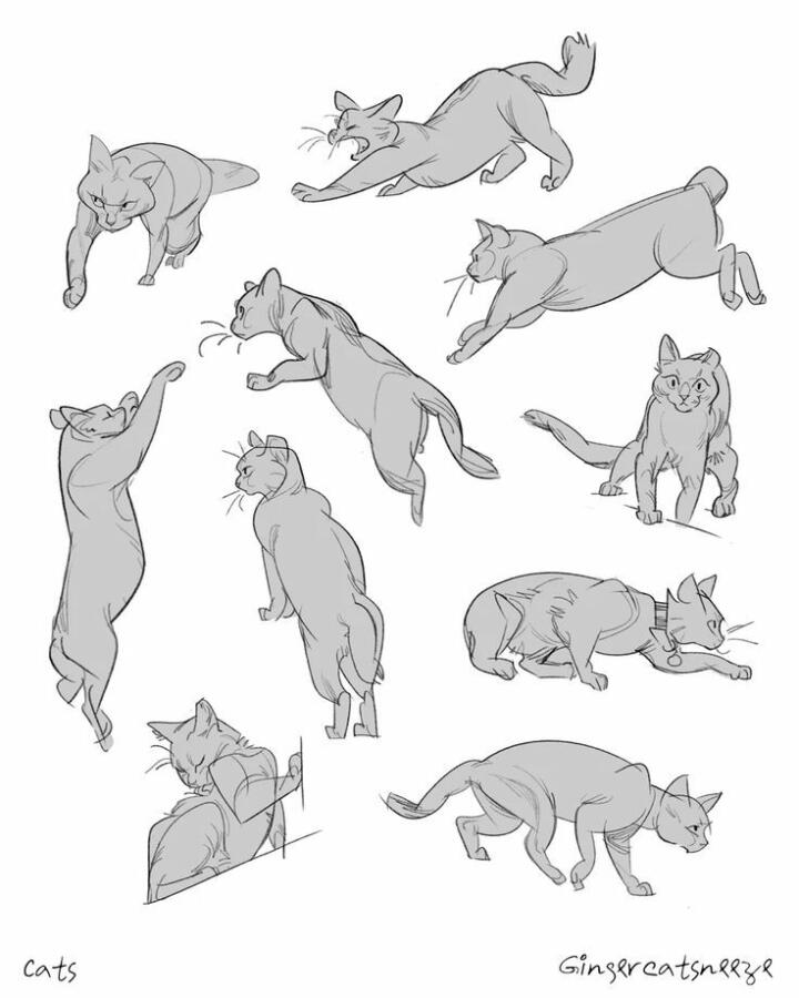 референсы котов