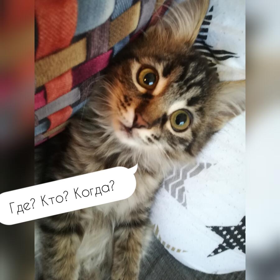 Я: говорю что-то про кошачий корм.  Моя кошка: