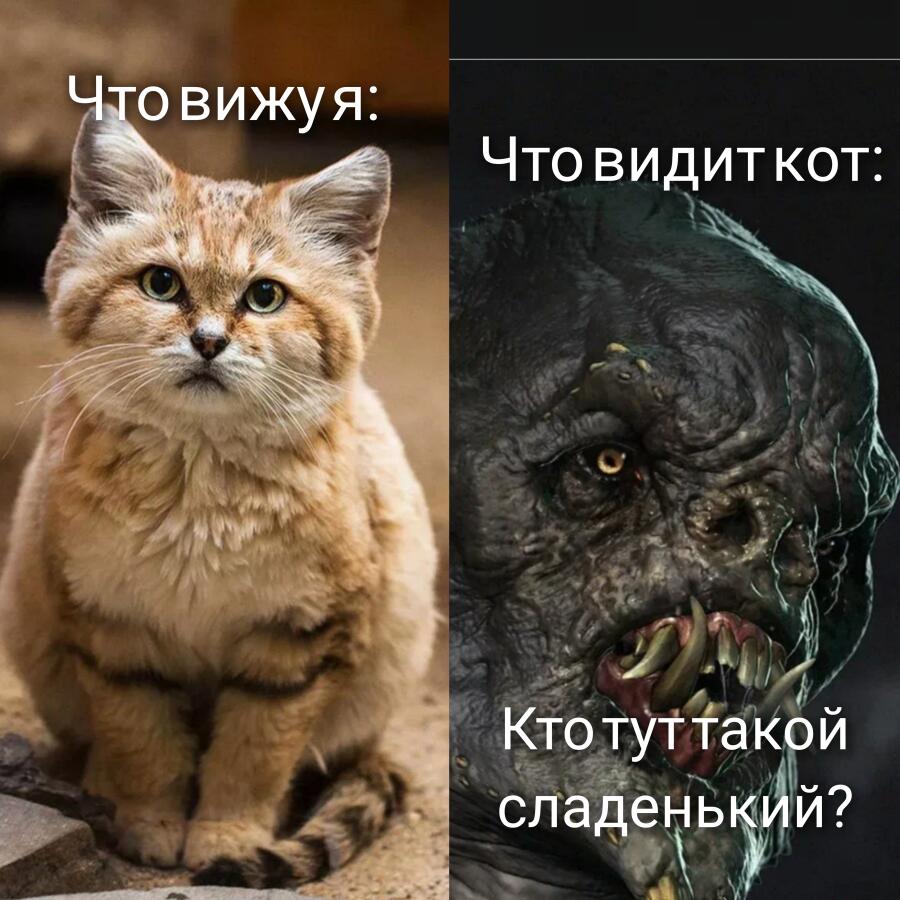 Я: пытаюсь погладить кота