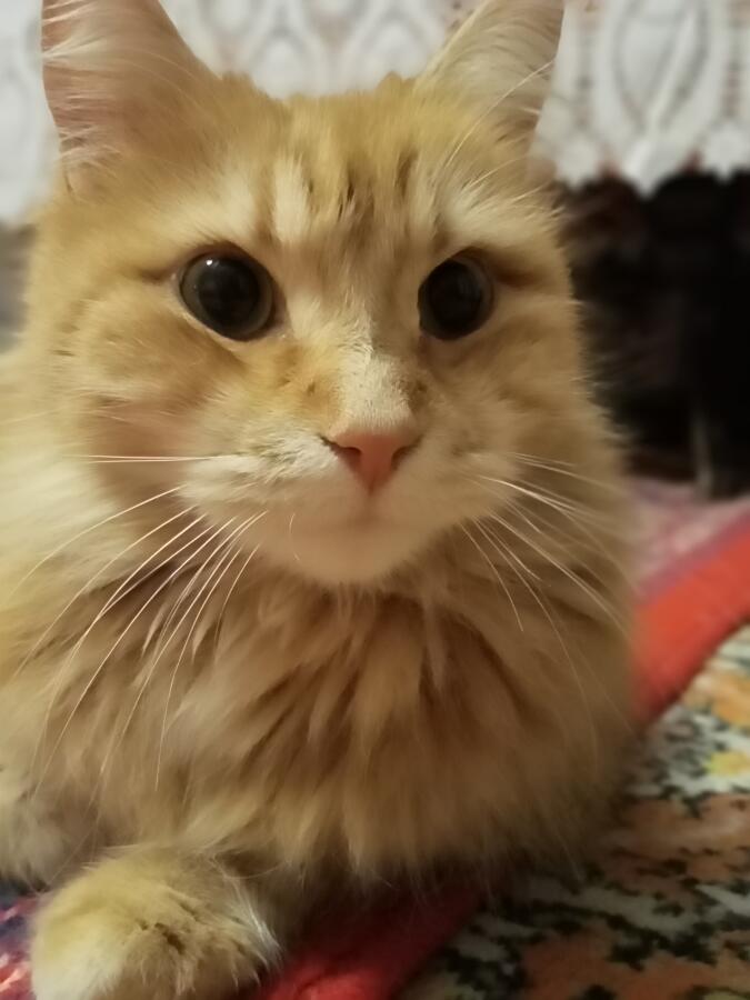Милоглазик.