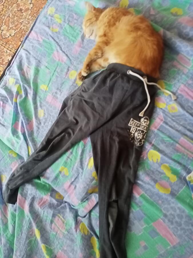 Коту так понравились штаны, что он даже спит в них.