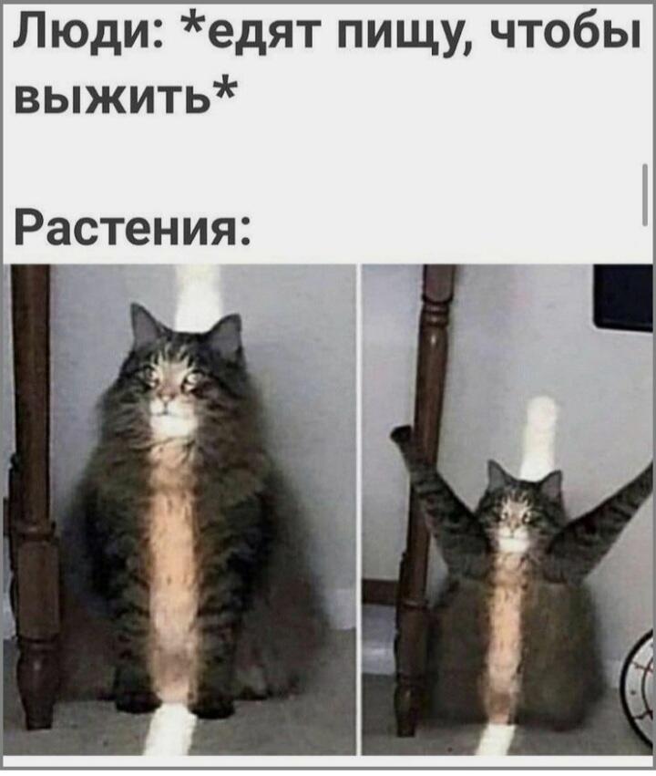 Мем от Ангелина
