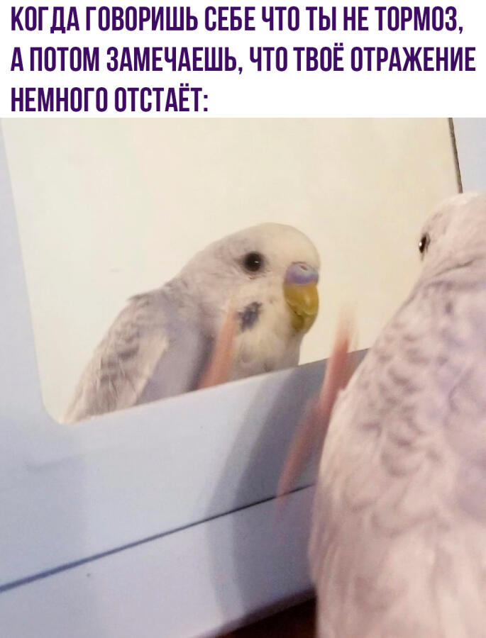 Мем от oaommgid