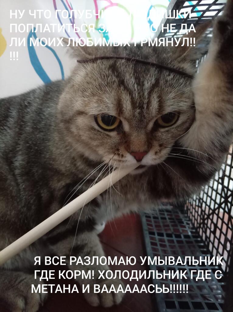 Серый полосатый кот сидит в клетке, зажав в зубах сломанную белую палочку, лапа поднята вверх, на морде злое выражение