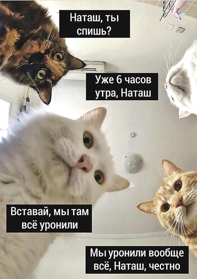 Мем от kotik