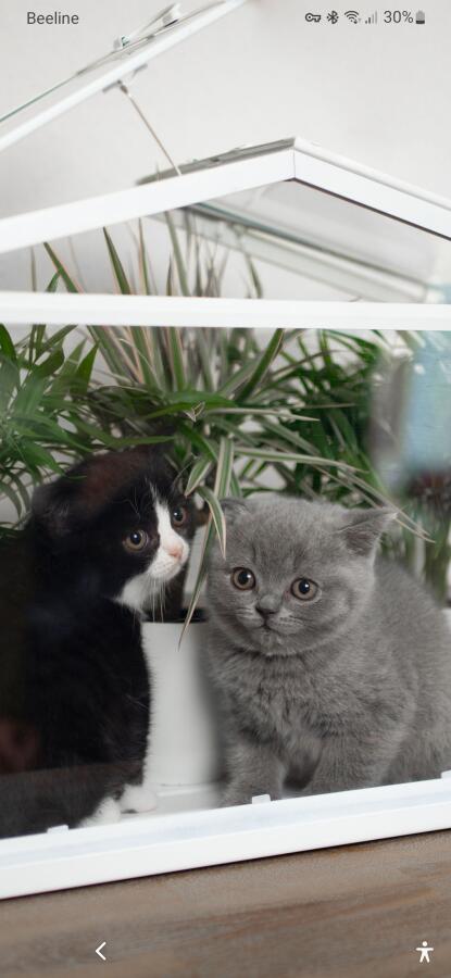 Милоты вам в ленту