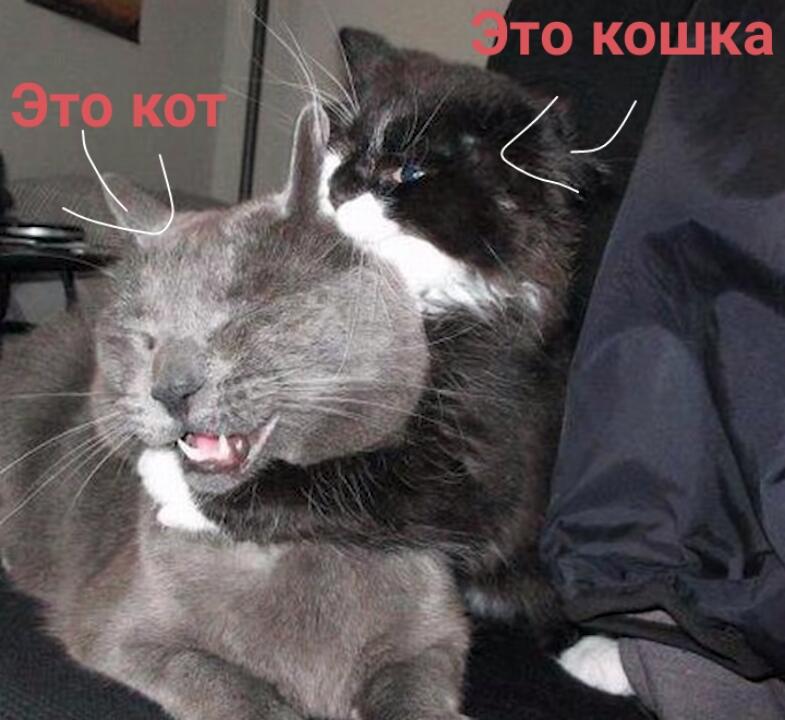 Ну очень сильно. Душит кота. Кот душит кошку.