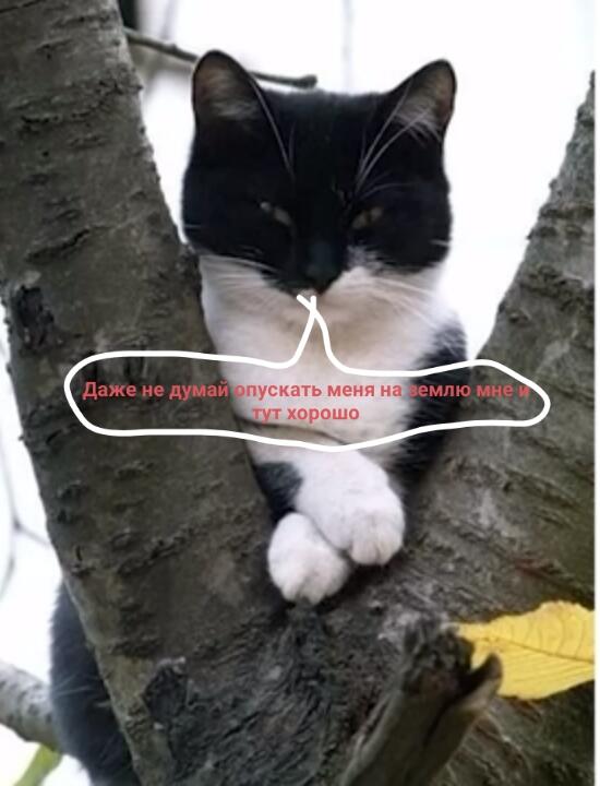 Мем от Morinka УРА ЛЕТО