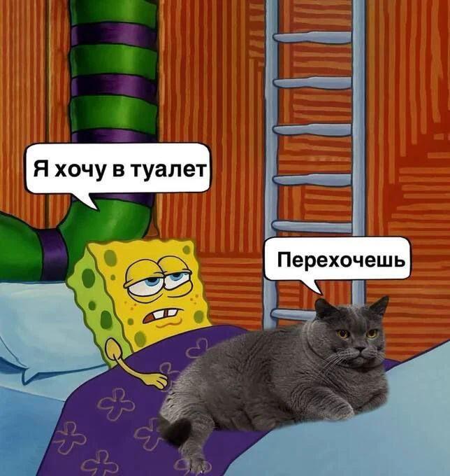 Спонгбоб лежит в кровати и говорит, что хочет в туалет, рядом серый кот отвечает перехочешь