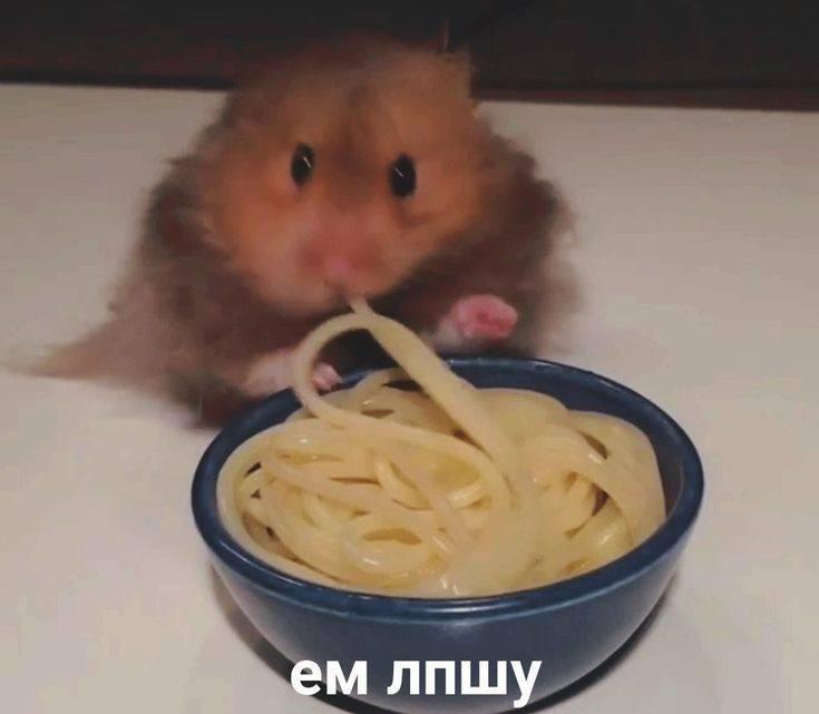 Хамстер хамстер хамстер Криминал!