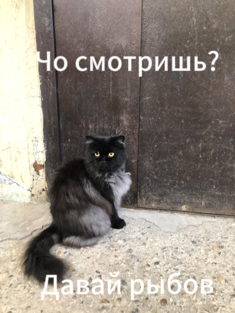 Недавно гулял по улице,возле подъезда и увидел его